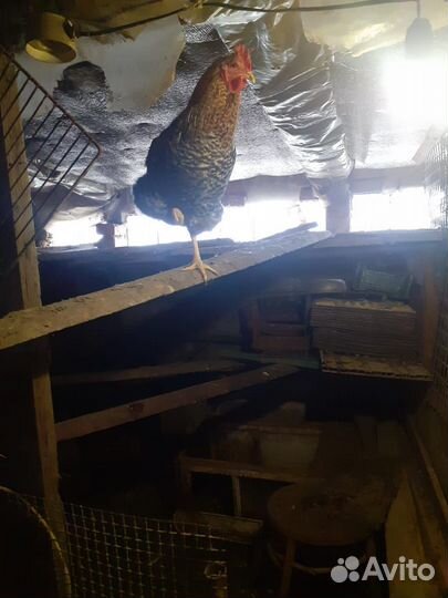 Петухи домашние