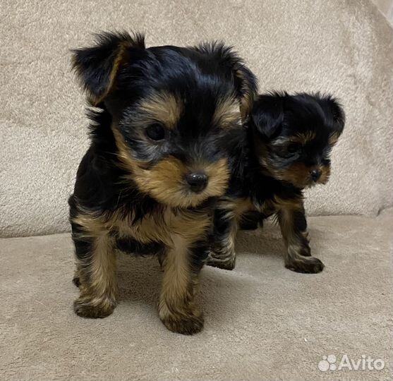 Йоркширский терьер