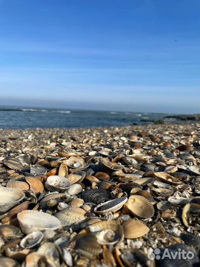 Ракушки для аквариума