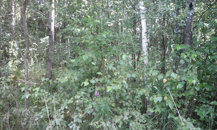 Участок 6 сот. (СНТ, ДНП)