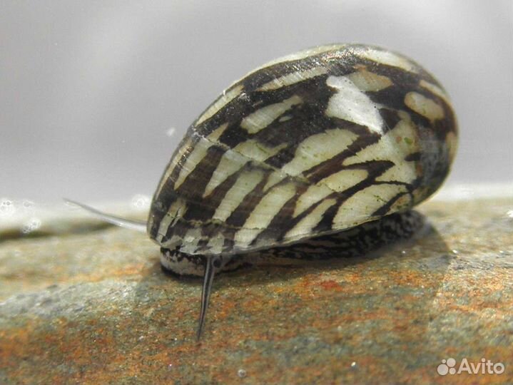 Теодоксус (не привозные)