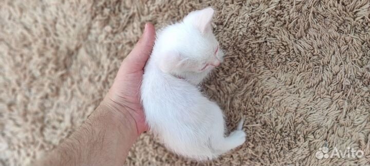 Котята в добрые руки бесплатно