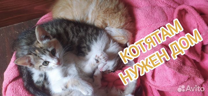 Котята ищут дом