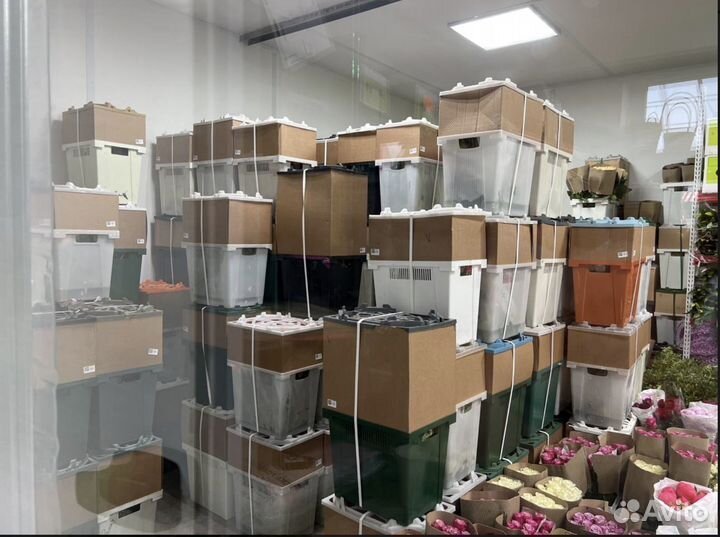 Цветы Розы оптом и в розницу