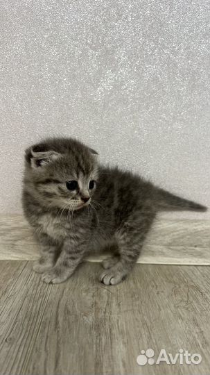 Котята в добрые руки 1 месяц