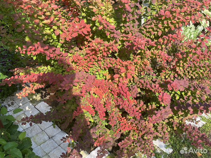 Барбарис голден ринг