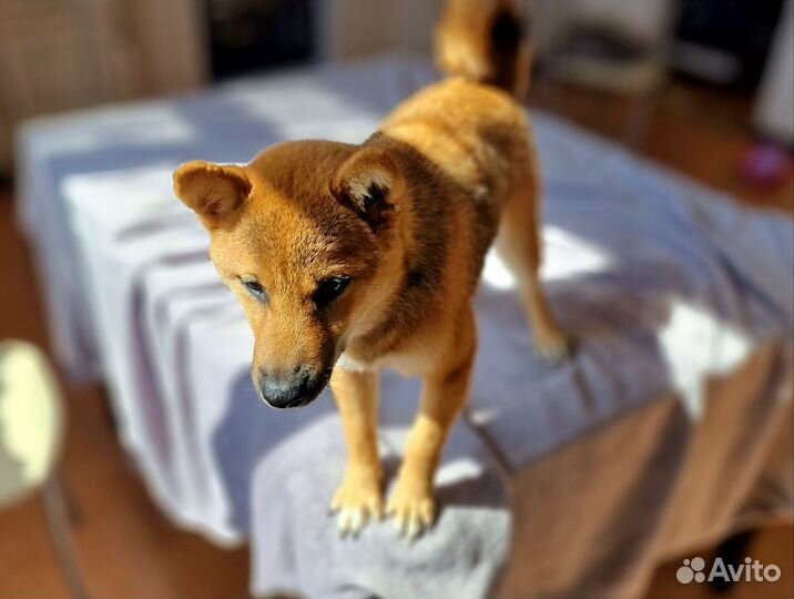 Сиба Ину Щенок