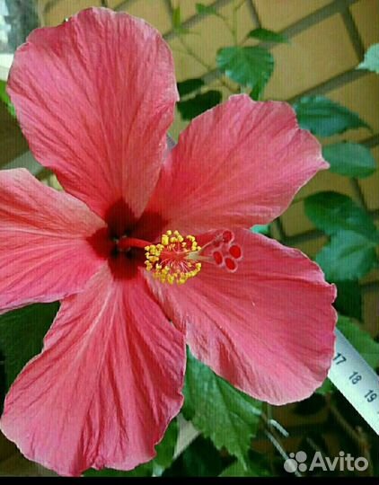 Цветы разные (часть 4) и семена