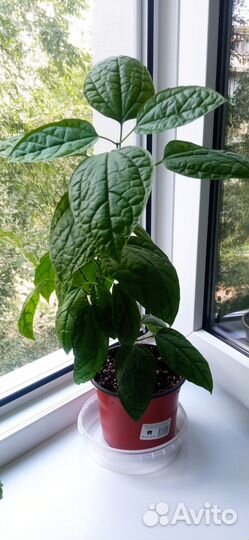 Клеродендрум Томпсона