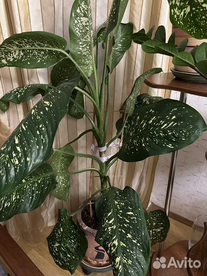 Диффенбахия