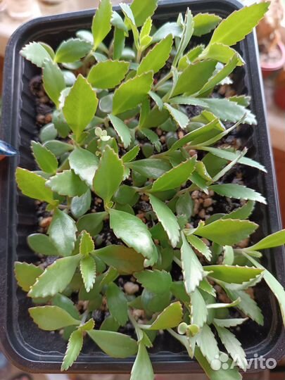 Каланхоэ лечебное живородящее