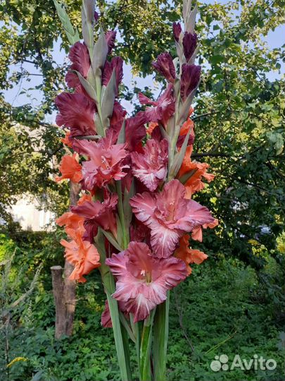 Гладиолусы, Букеты, свежайшая срезка