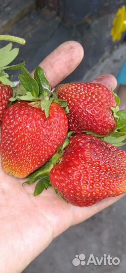 Саженцы клубники