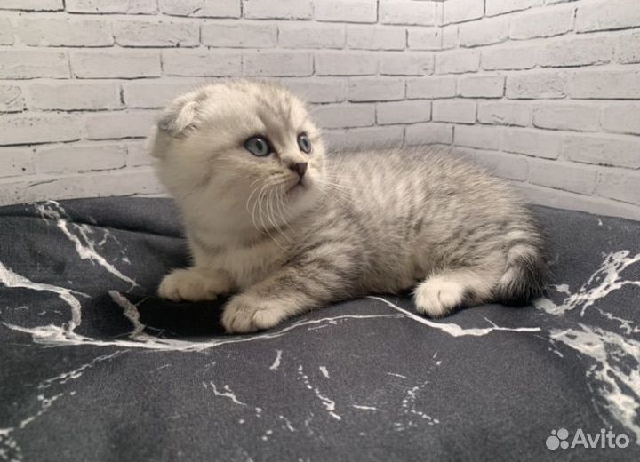 Британские котята