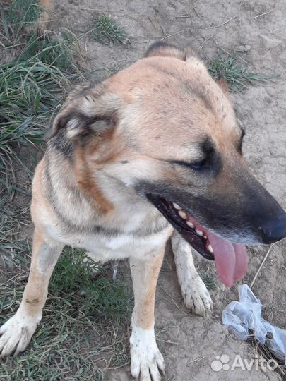 Овчарка полукровка