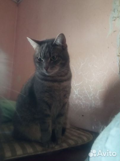 Кошечка в добрые руки