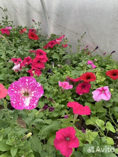 Продажа рассады цветов