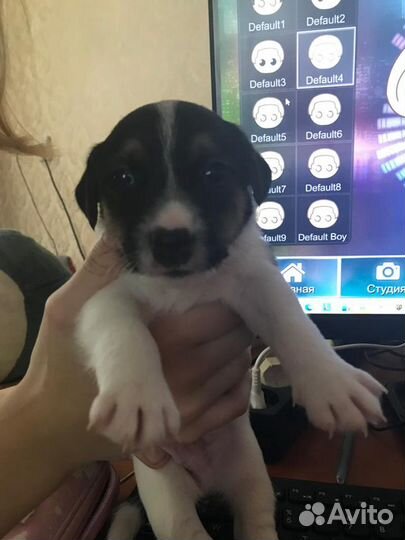 Джек Рассел терьер для вязки