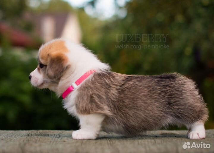 Корги пемброк щенки