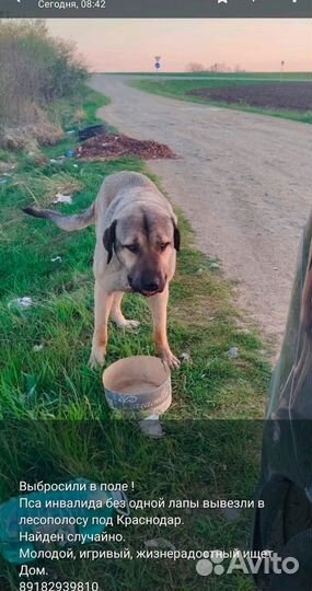 Найден в поле