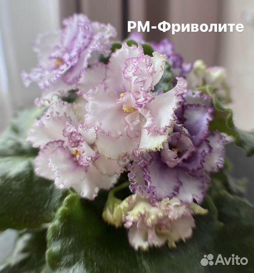 Сортовые фиалки