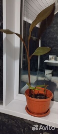 Саженцы Канны