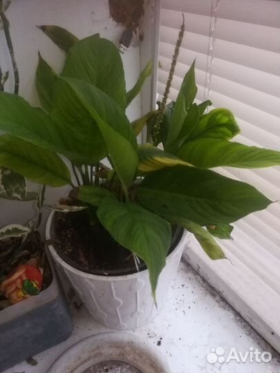 Цветы комнатные