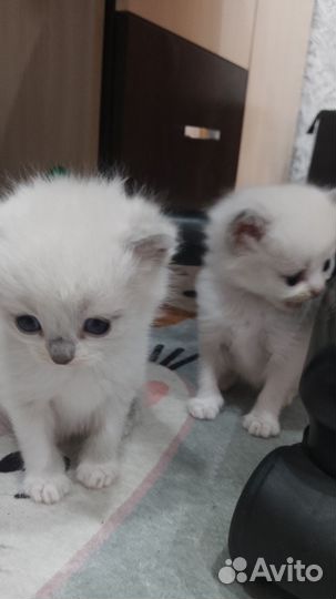 Отдам сиамских котят