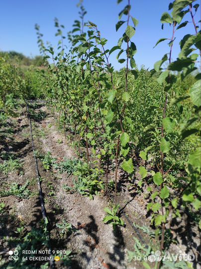 Саженцы плодовых деревьев (опт) розница