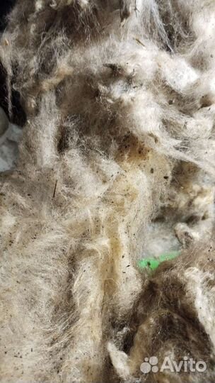 Шерсть овечья не мытая