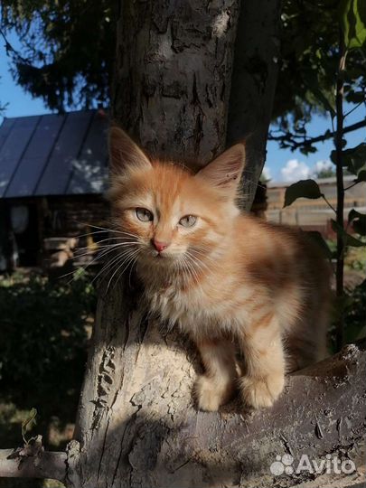Котята мальчик и девочка бесплатно