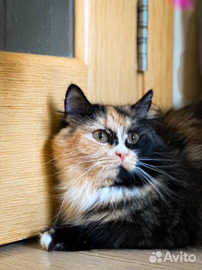 Трехцветная кошечка в добрые руки