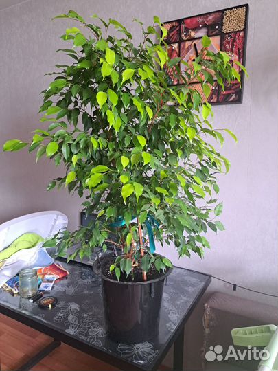 Фикус Бенджамина