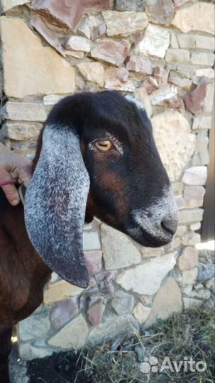 Коза нубийская