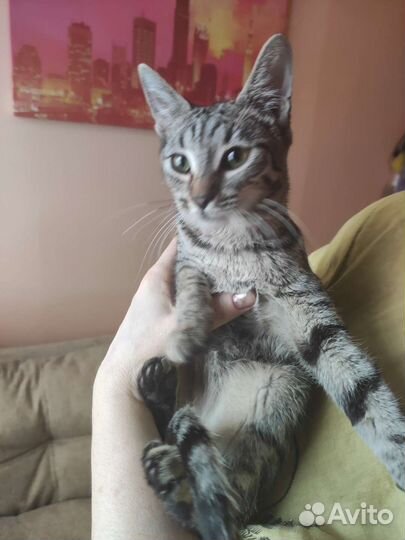 Кошка в дар