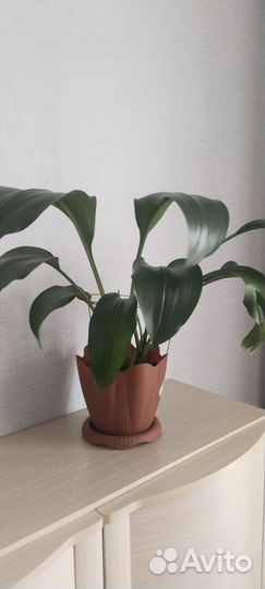 Комнатные растения, цветы