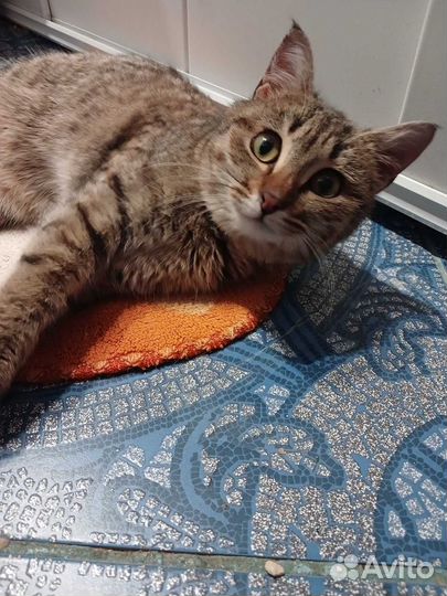 Котик Тимоша