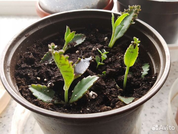 Каланхоэ лечебное