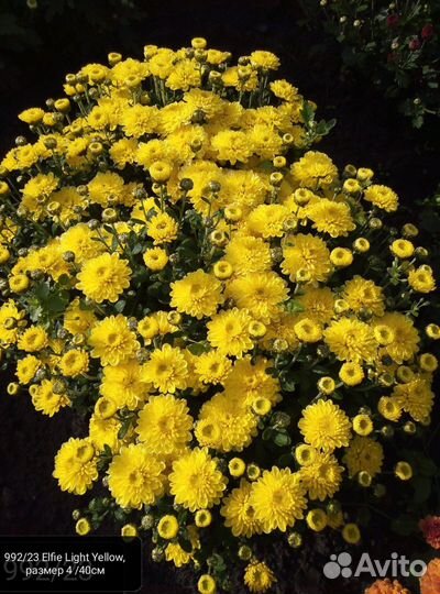 Хризантема мультифлора