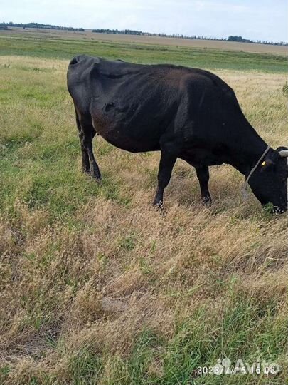 Корова стельная дойная