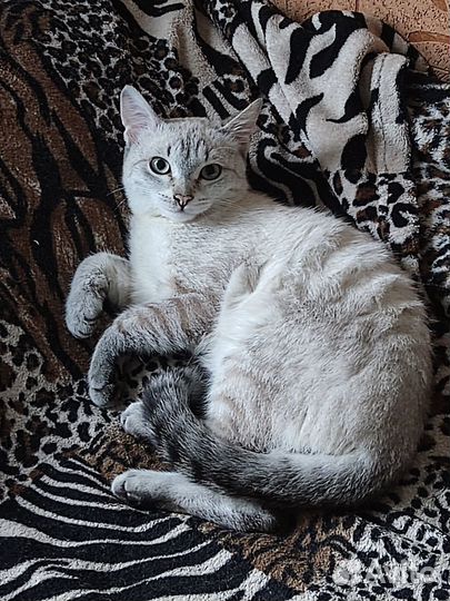 Отдам котика в добрые руки