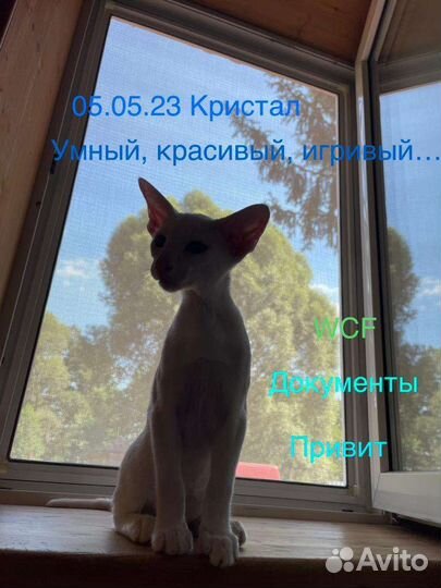 В квартиру, ориенталы в современном типе