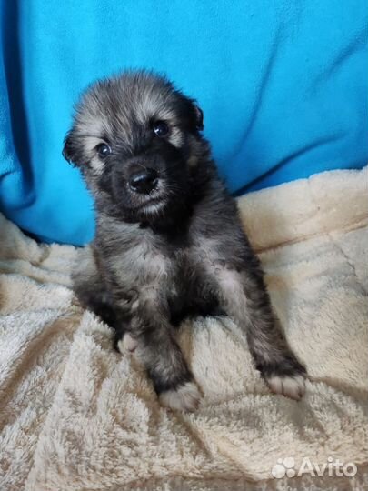 Щенки метисы хаски