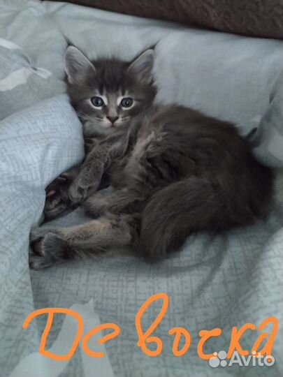 Котята мейн-кун