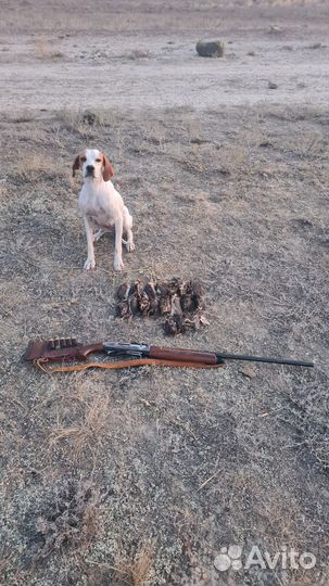 Щенки английского поинтера