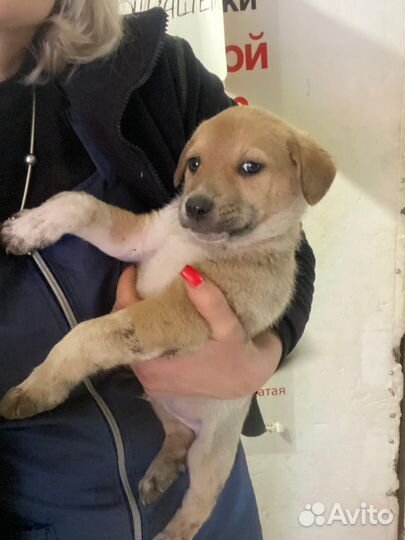 Щенки мальчики в добрые руки