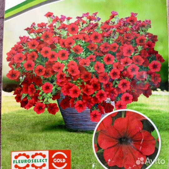 Рассада петуньи тайдал вейв ред велюр