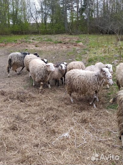 Баран и овцы