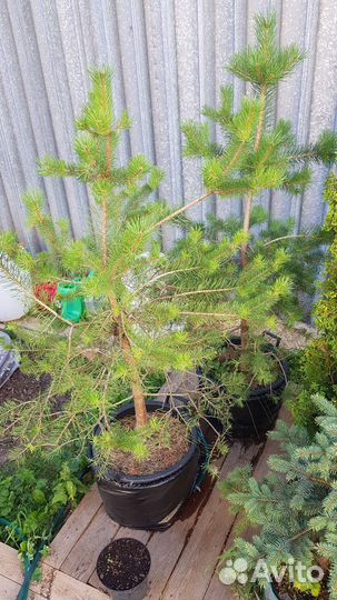 Сосна обыкновенная