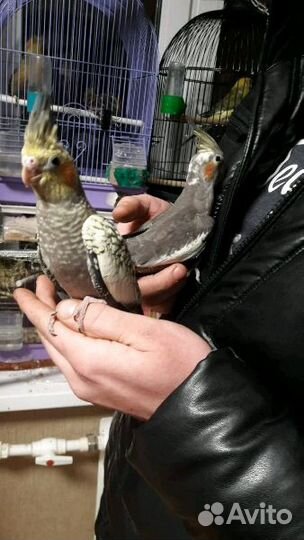 Попугайчики